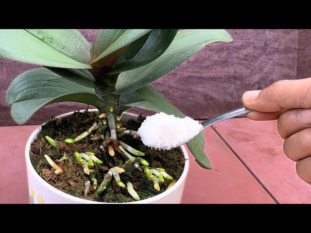 Sprinkle 1 teaspoon! Suddenly the orchid grew 1001 roots and bloomed super flowers