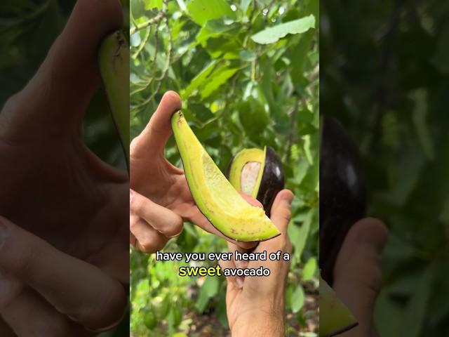 Sweet and Buttery Avocado  #food #fruit #homestead #organic #homegrown #farming