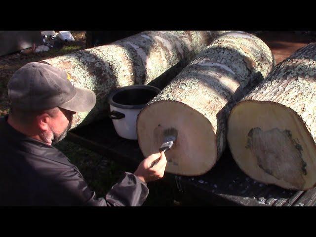 #166 Sealing Maple Logs for Later Processing