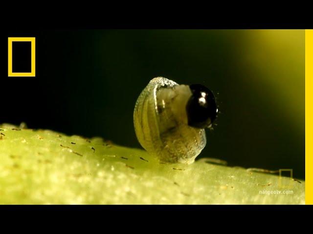 Butterfly: A Life | National Geographic