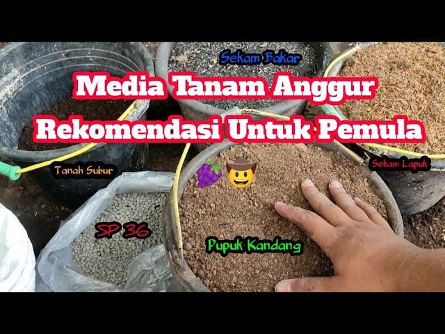 Campuran Media Tanam Anggur  REKOMENDASI UNTUK PEMULA Anggur Tumbuh Subur Dan Berbuah Lebat 