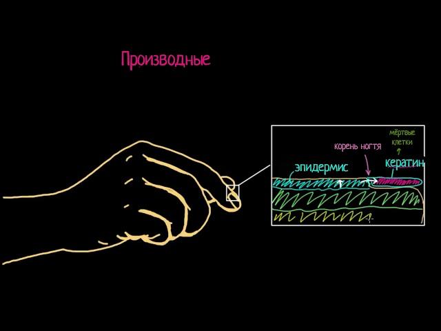 Откуда берутся ногти и волосы?(видео 4) | Анатомия человека | Биология