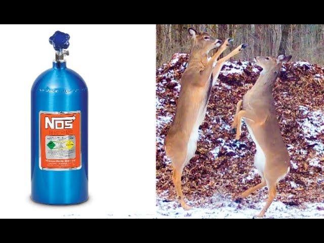 My deer are getting high on Nitrous Oxide (NOS--laughing gas). Watch them lose their minds!