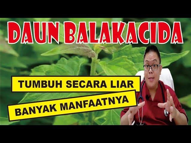 BALAKACIDA............. TANAMAN YANG TUMBUH SECARA LIAR TETAPI MEMILIKI MANFAAT KESEHATAN YANG BAIK