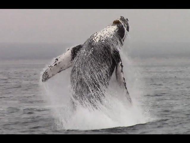 Whale Watching #Monterey Califonia