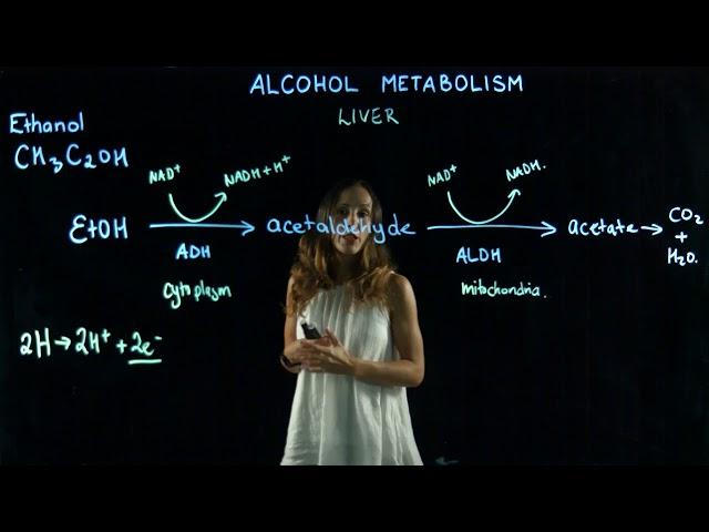 Alcohol metabolism lightboard video