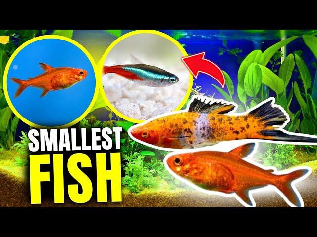 Here's The Smallest Freshwater Fish In The World...