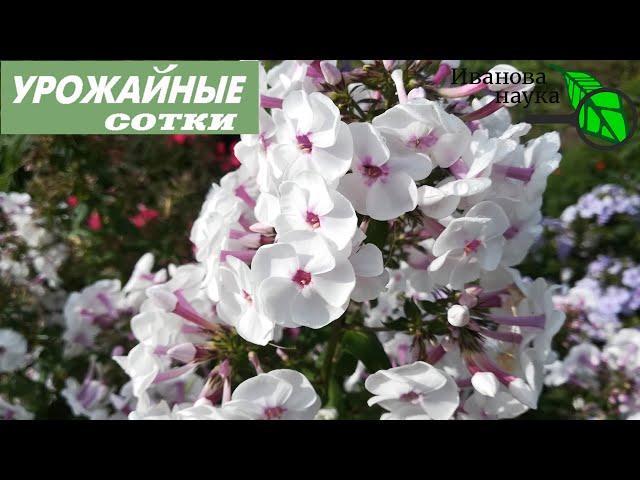 ГЛАВНЫЕ СЕКРЕТЫ УХОДА ЗА ПРЕКРАСНЫМИ ФЛОКСАМИ! Как же я их люблю! Роскошные флоксы!