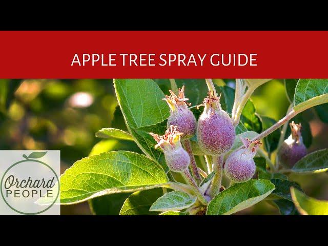 Organic Fruit Tree Spray Schedules and Apple Tree Spray Guide