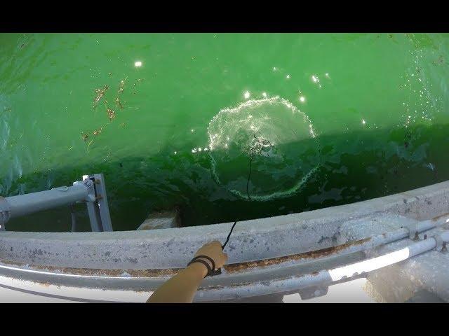 Best way to cast net at Skyway fishing pier