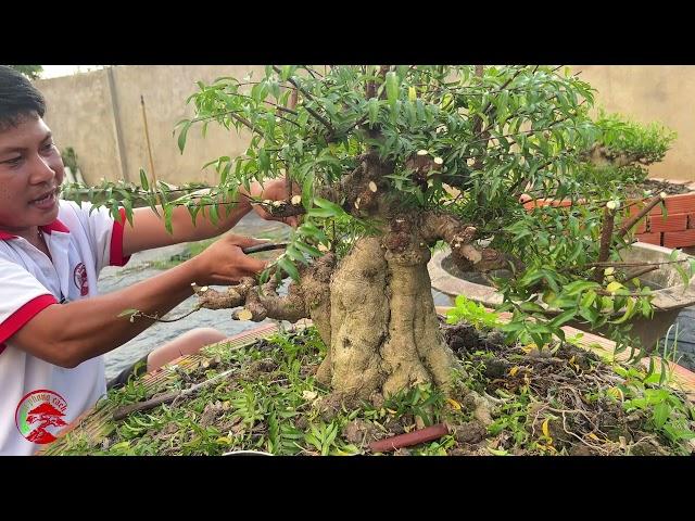 rút cốt , chuyển nhịp cây bonsai , chăm sóc cây bonsai