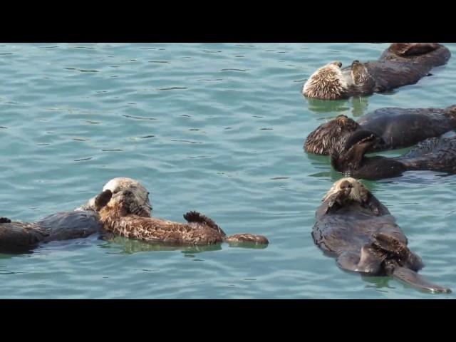 Sea Otter Nursery