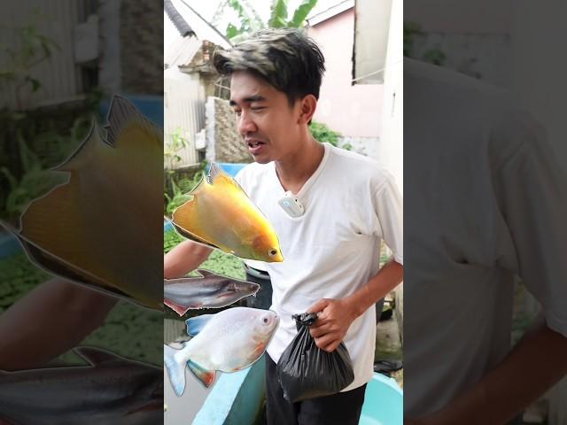 REBUTAN! KASIH MAKAN IKAN PREDATOR PAKE PELET DI KOLAM