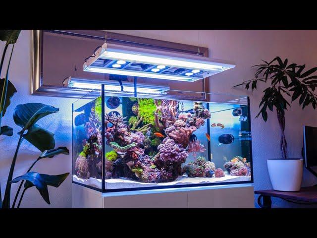 The CLEANEST Reef Tank I've Ever Seen