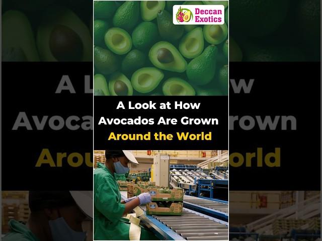 What is the Global Market for Avocados? || Deccan Exotics || #shorts #ytshorts #avocadofarming