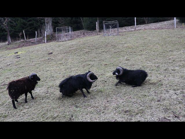 Ouessant rams fighting | Souboj ouessantských beranů