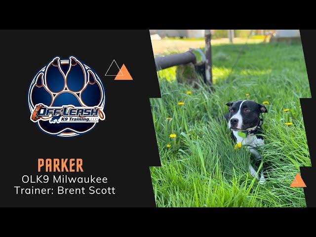 10 Month Old "Parker" / The Barker / Milwaukee Dog Trainers