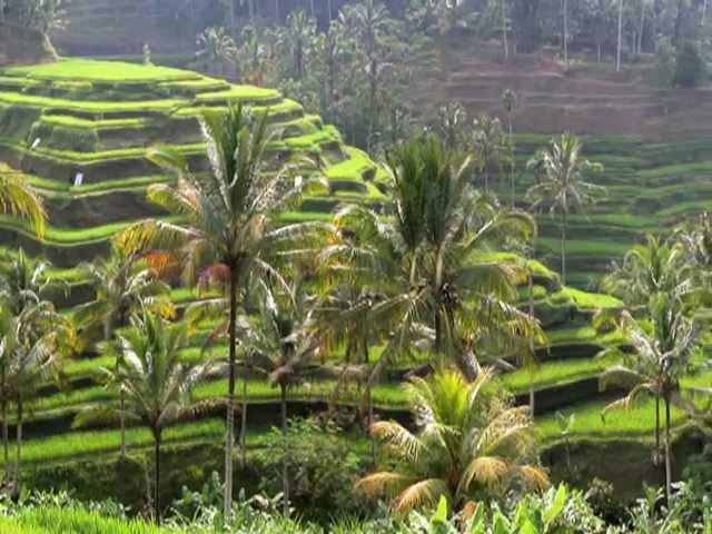 Growing rice in Indonesia