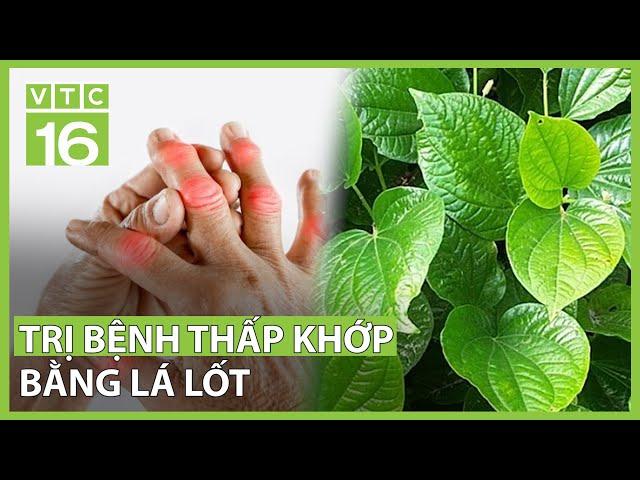 Lá lốt – Bài thuốc vàng cho bệnh thấp khớp | VTC16