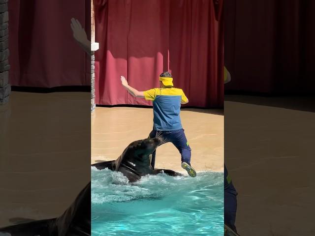 Sea lion failed to save his trainer