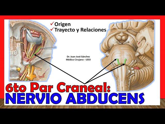  6to Par Craneal - NERVIO ABDUCENS (Oculomotor Externo). ¡Explicación Fácil y Sencilla!