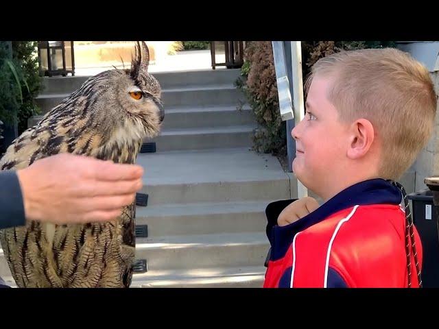 Superb Owls! | BEST Compilation of Amazing OWLS