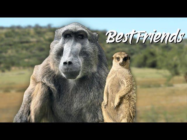 Cindy the Baboon And Jerry The Meerkat’s Special Bond