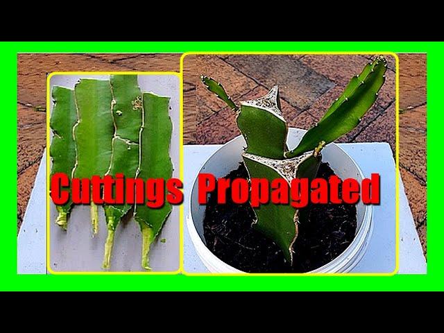 How to Grow Dragon Fruit From Cuttings: Propagating Dragon Fruit Cuttings