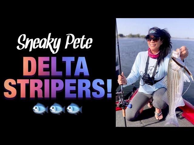 STACY'S SNEAKY PETE STRIPERS! - California Delta Striper Fishing with Glide Baits by G-Ratt Baits 