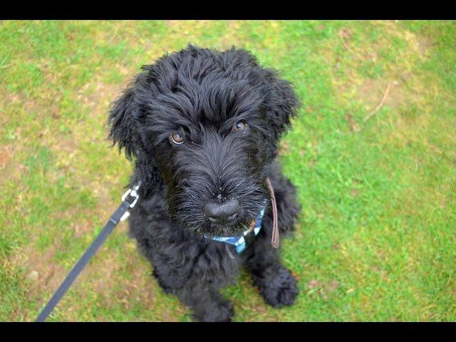 Bobby - Russian Black Terrier Puppy - 4 Weeks Residential Dog Training