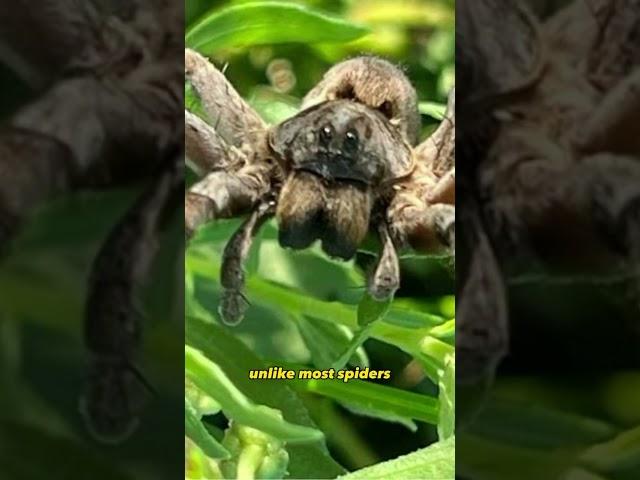 "Encounter with the Elusive Wolf Spider: Nature's Fierce Arachnid!" #shorts