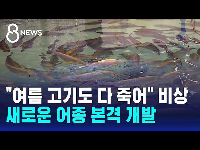 "여름 고기도 다 죽어" 비상…새로운 어종 본격 개발 / SBS 8뉴스