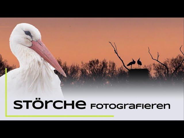 Störche fotografieren - Naturfotografie Tutorial - Tierfotografie