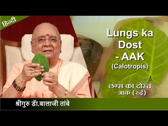 लंग्स का दोस्त - आक (रुई ) Calotropis-true friend of the lungs