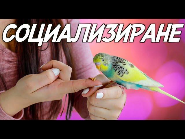 СОЦИАЛИЗИРАНЕ НА ПАПАГАЛ - Сигурен Успех / SOCIALIZING PARROT