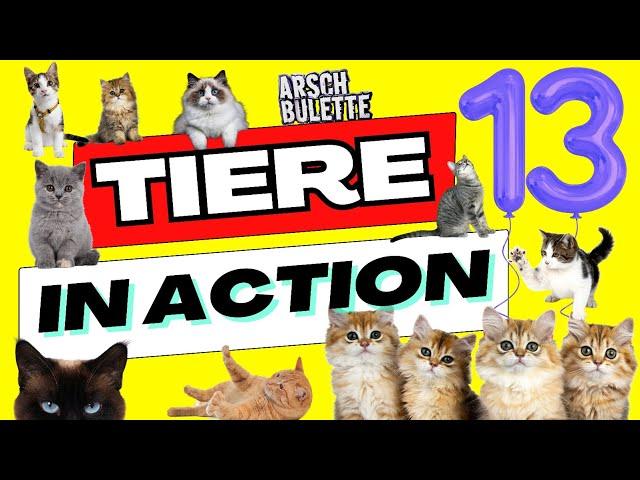 Tiere in Action 13