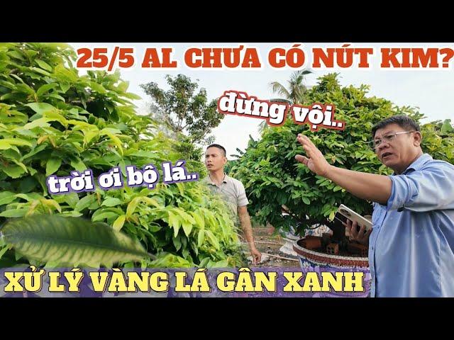 25/5 AL cây chưa tạo nút kim phải làm sao?Cách xử lý vàng lá gân xanh Út Đực nói gì về chiết mai zin