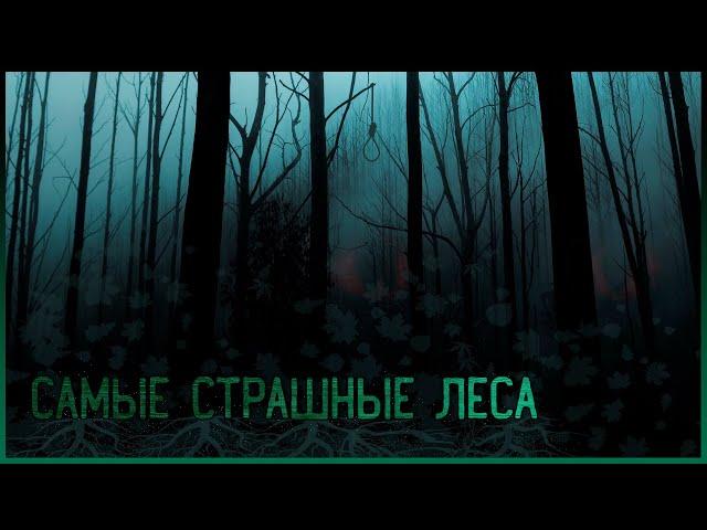 Самые страшные леса | топ 10