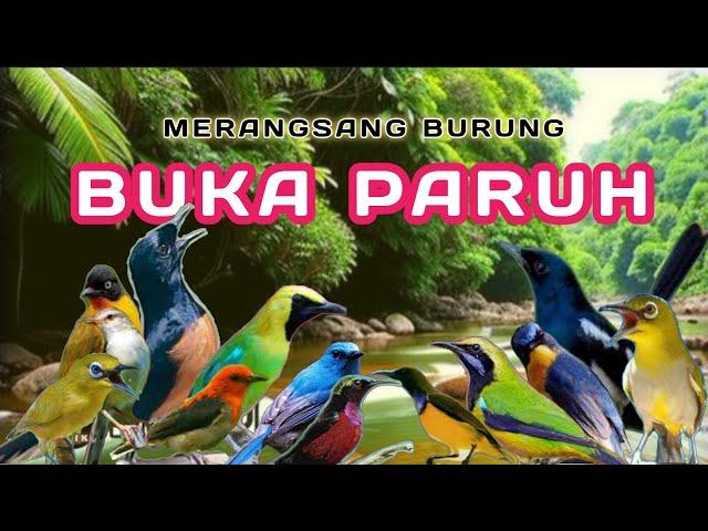 TERAPI PAGI DAN MALAM HARI, TERAPI UNTUK SEMUA JENIS BURUNG, TERAPI SEMUA JENIS BURUNG KECIL