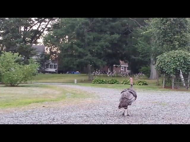 Domestic turkey flying