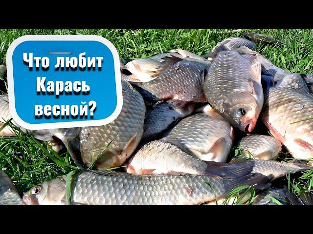 Любимые запахи КАРАСЯ которые он предпочитает ВЕСНОЙ ! Правильно подобранный ароматизатор.