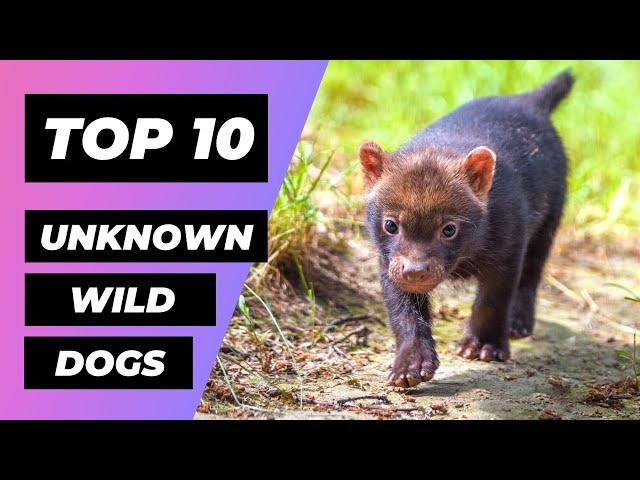 TOP 10 WILD DOGS You Didn't Know Existed | 1 Minute Animals