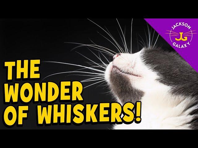 Why Do Cats Have Whiskers?