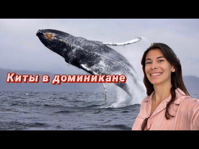 Сезон китов в доминикане! Киты. Экскурсия на китов, где лучше купить?