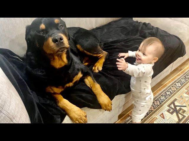 A morning with Rottweiler and Baby |82