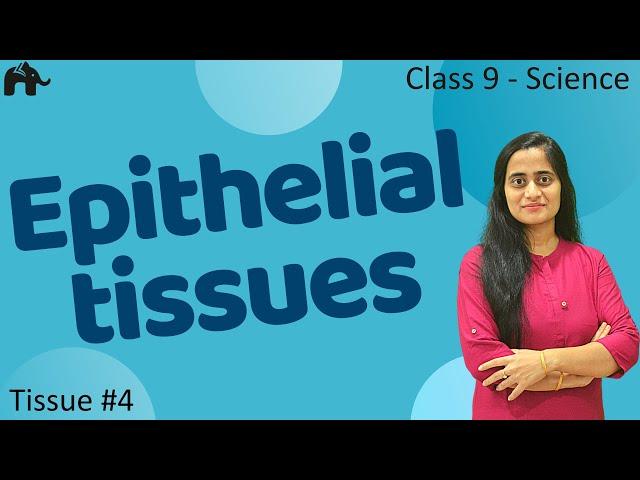 Epithelial Tissues #4 Class 9 Science| CBSE 9th Biology