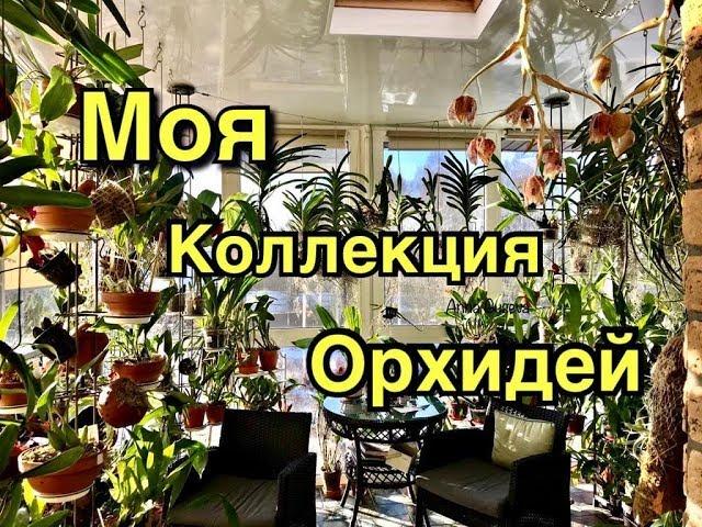 Моя коллекция орхидей.