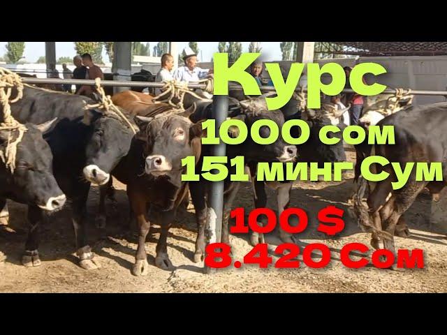 Кыргызстон Учкун мол бозори букалар нархлари 2 чи видео узимга 5 та олдим