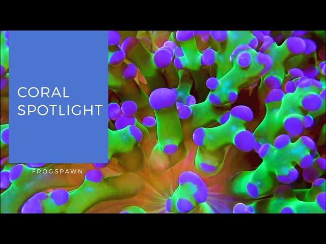 Coral Spotlight | Frogspawn Euphyllia