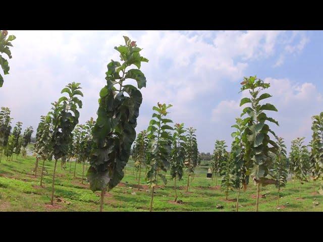 ಅಂಗಾಂಶ ಸಾಗವಾಣಿ ಕೃಷಿ ಲಾಭದಾಯಕವೇ??  TISSUE TEAK TEAK CULTIVATION #farming #agriculture #agroforestry